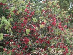Schotia afra
